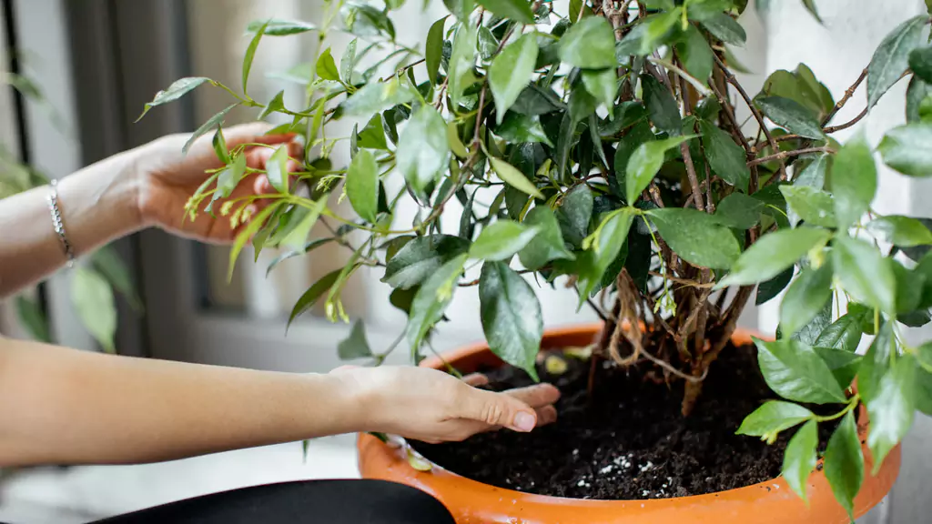 Can You Bring Plants on a Plane?